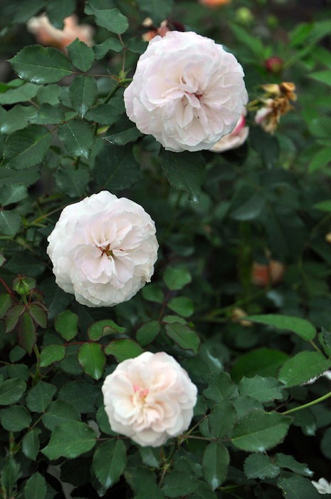 バラ苗 中苗 シンデレラ ノワゼット N白 国産苗 6号鉢植え品 即納 J Ob すべての商品 バラの家 公式本店 ロサオリエンティス バラ苗 専門店