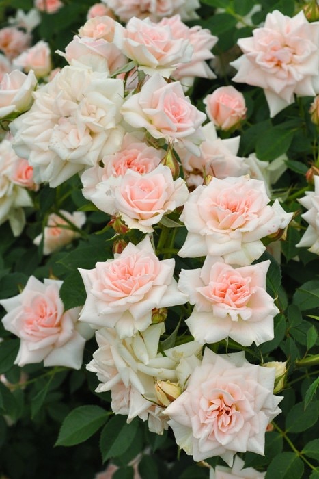 Хġġۤ褭礯ھʡۥ襭祯  6ȭʡηʼϡJ-MIN20