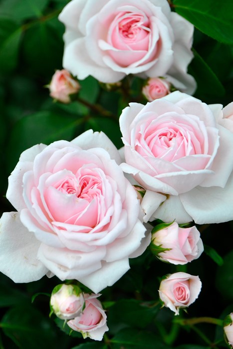 【美品】ドイツ製　ドレスデン　薔薇　クリスタル　歯付きボヘミアガラス　高さ26 美品】ドイツ製 ドレスデン 薔薇 クリスタル 歯付きボヘミアガラス 高