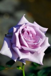 ġۥХ Τ줯ĤΥ쥯  6ȭʡηʼϡOM-ZEN