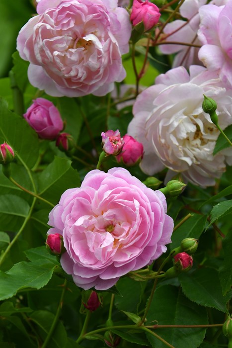 ڥ若ۡġۥХ ڥӥꥹ  6ȭʡJ-OC20 ָ