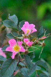 ġۥХ ͥå  6ȭʡJ-CL20