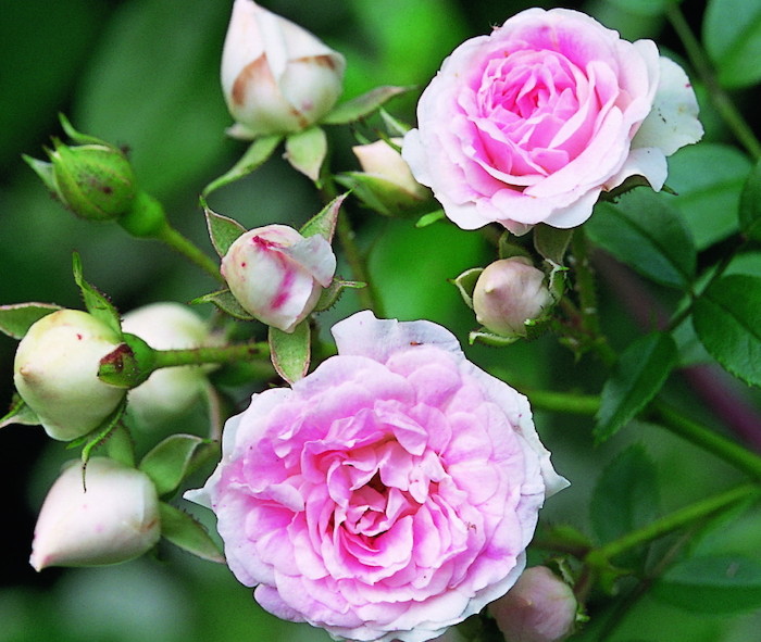 「ゆきこ」 切り花品種バラ苗　2点 ゆきこ」 切り花品種バラ苗 2点 ユキコ開花苗(7号) | Okanoueno