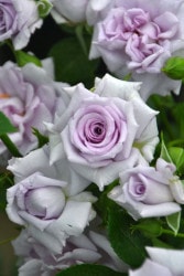 �����ġۥХ��� �Ф�Τ��ߡ��鯤γ��ۥХ�Υ��� ���� 6��ȭ�����ʡη����ʼ�ϡ�OM-ZEN��