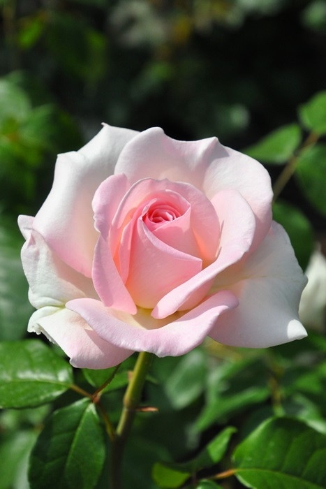 ���ߵ����ġۥХ��� �ޥ������ǥ� ���� 6��ȭ�����ʡ����ӿ建�� ��Ͽ�ʼ�ϡ�IR-IRO3�ա�0109�����