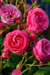 ġۥХ ݥݥͥå  6ȭʡӿ建 ϿʼϡJ-IRM3