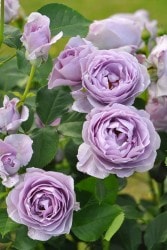 ���ߵ����ġۥХ��� ���Τ֤�� ���� 6��ȭ�����ʡ����ӿ建�� ��Ͽ�ʼ�ϡ�J-IRM3�ա�1120�����