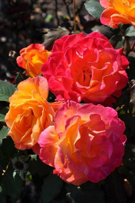 ���ߵ����ġۥХ��� �ꥪ����� ���� 6��ȭ�����ʡ�J-HT10�ա�0204�����