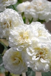 �Х��ġ����ġۥۥ磻�ȥᥤ�ǥ����� ���� 6��ȭ�����ʡ�J-CL20��