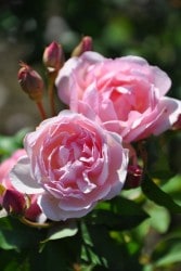 �����ġۥХ��� �ǥ奷�����ɥ��֥�Х� ���� 6��ȭ�����ʡ�J-OB20��