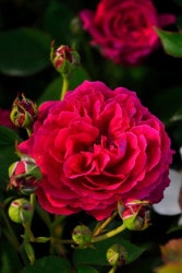 �����ġۥХ��� �ǥ塼�����֥�����Х� ���� 6��ȭ�����ʡ�J-OC20��