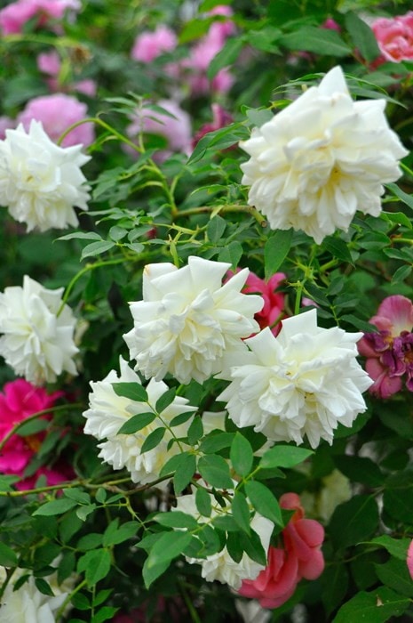 正規品ラベル有】ザ ラーク アセンディング8号鉢植替え済み