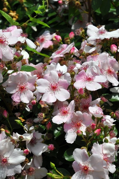 冬季大苗】バラ苗 ピンクサクリーナ 国産苗 6号鉢植え品［農林水産省