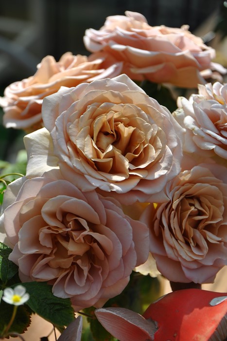 ���ߵ����ġۥХ��� ���ե���� ���� 6��ȭ�����ʡ����ӿ建�� ��Ͽ�ʼ�ϡ�J-IRM3�ա�1120�����