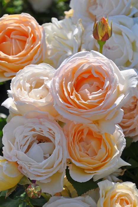 ���ߵ����ġۥХ��� ������Ρڷ�ǵ�ۥ������ ���� 6��ȭ�����ʡ����ӿ建�� ��Ͽ�ʼ�ϡ�J-IRM3�ա�1120�����