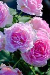 ġۥХ ޥʥ  6ȭʡJ-OB20