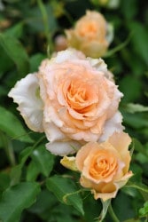 ġۥХ ꥨ  6ȭʡӿ建 ϿʼϡHan-HS