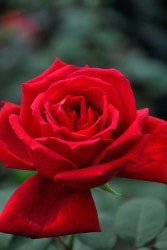 �����ġۥХ��� ���饤���顼����ڥꥢ�� ���� 6��ȭ�����ʡ�J-HT20��