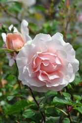 �����ġۥХ��� �ߥ��������ꥹ������ ���� 6��ȭ�����ʡ�J-FL20��