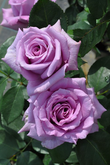 ���ߵ����ġۥХ��� �ޥߡ��֥롼 ���� 6��ȭ�����ʡη����ʼ�ϡ�Han-DEL�ա�0109�����