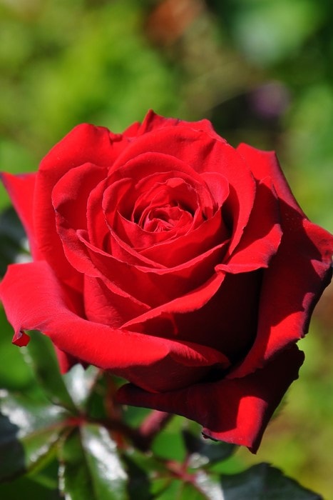 大苗】バラ苗 レッドクイーン 国産苗 6号鉢植え品《J-HT10》 | すべて