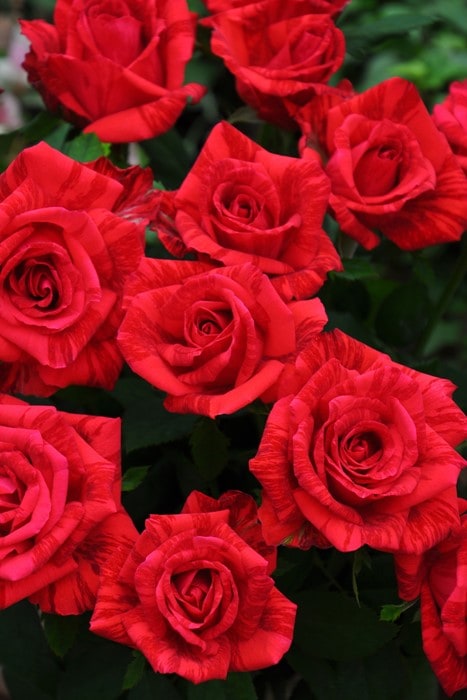 冬季大苗】バラ苗 レッドインテューション 国産苗 6号鉢植え品［農林