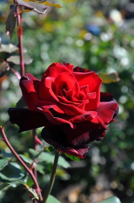 バラ苗　　激レア海外種　流通無し 楽天市場】【冬季大苗】バラ苗 レディソウル 国産苗 6号鉢植え品［契約