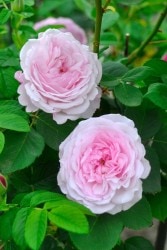 �����ġۥХ��� �ꥼ�åȥɥ��٥�󥸥� ���� 6��ȭ�����ʡ�J-OC20��