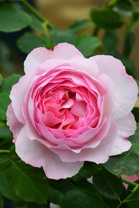 高質 バラ 苗 6種セット seedpotatoes.com.au