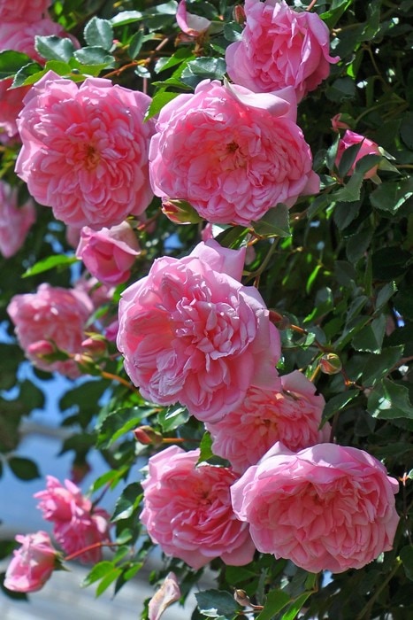 Хġڿġۥե󥽥ӥ ġJ-OC15