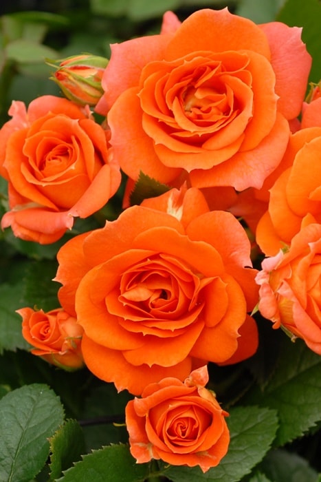 【レア@1380】メリディアン(大苗) バラ苗【中苗】アンバーメイアンディナ 国産苗 6号鉢植え品［農林水産