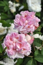 ġۥХ Х̥ꥨåǥΥ  6ȭʡJ-OB20