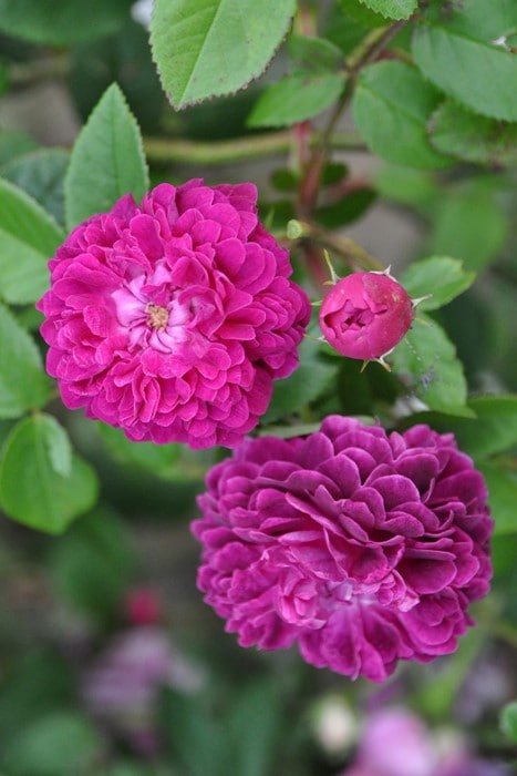 紫色の大きなバラの苗therry marx 6号大苗 紫色の大きなバラの苗therry marx 6号大苗 ティエリ マルクス | 天空の