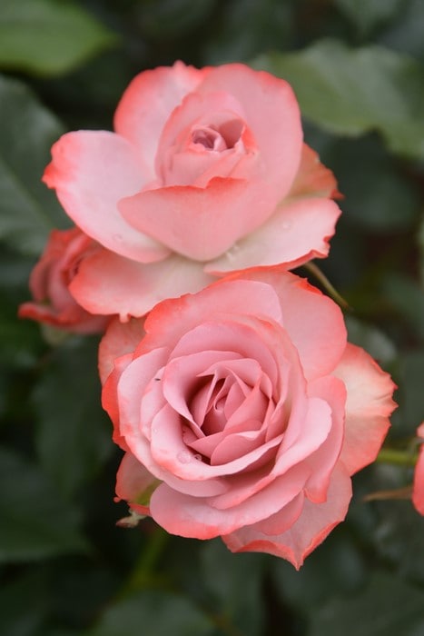 「丸」切り花品種バラ苗　Rome♡ Rose Rose様専用」切り花品種バラ苗 Rome♡ Rose 【公式通販】