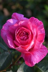 �����ġۥХ��� �����ǥ����ȥ饤�� ���� 6��ȭ�����ʡ�J-HT20��