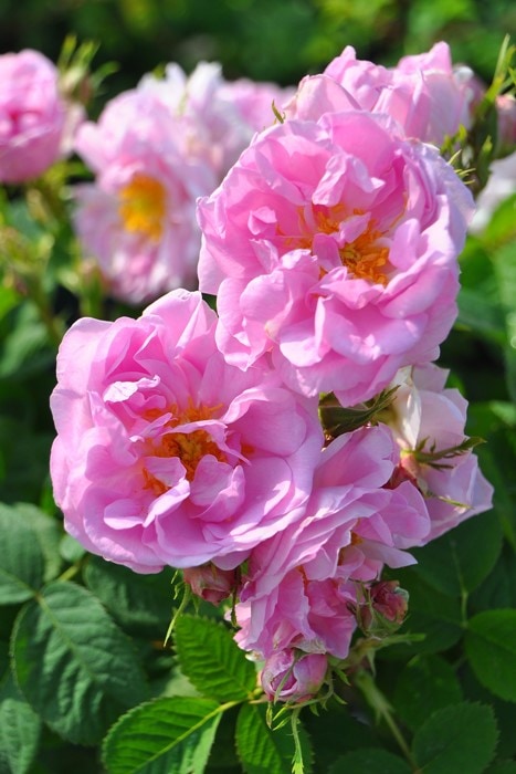 �����ġۥХ��� �������ޥ����ʡڥ��ޥ����������� ���� 6��ȭ�����ʡ�J-OC10��