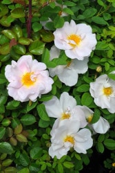 �����ġۥХ��� �ͥХ� ���� 6��ȭ�����ʡ�J-CL20��