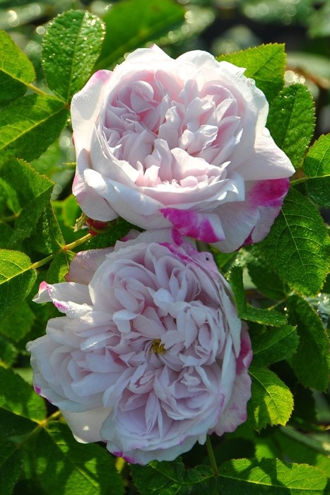 バラ苗　岡ちゃん バラ苗【中苗】ジェミニ 国産苗 6号鉢植え品《J-HT20》 | すべての商品