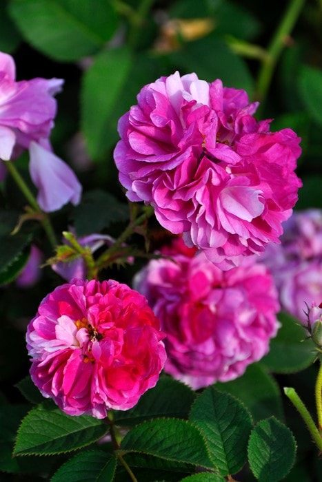 ġۥХ åꥢ  6ȭʡJ-OC20