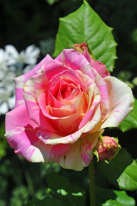 冬季大苗】バラ苗 フレジェ 国産苗 6号鉢植え品［契約品種］《J-HT25