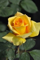 ���ߵ����ġۥХ��� �˥� ���� 6��ȭ�����ʡη����ʼ�ϡ�MA-MA�ա�0109�����