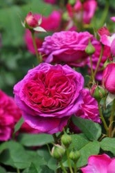 �����ġۥХ��� ��󥹥ƥåɥ��å� ͢���� 7��ȭ�����ʡ����ӿ建�� ��Ͽ�ʼ�ϡ�ER-Y��
