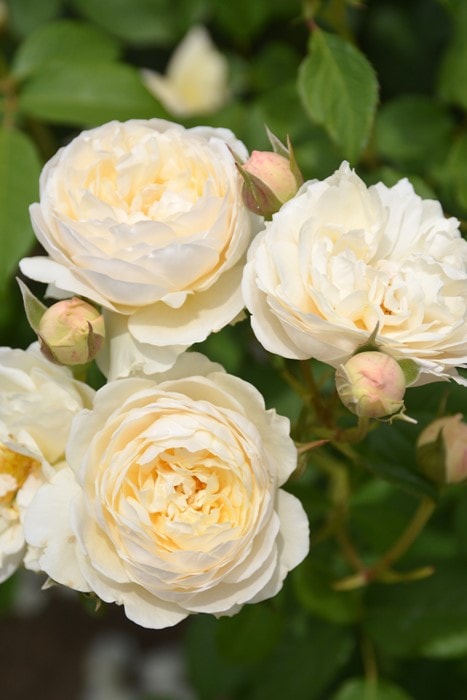 大苗】バラ苗 ウィンダーメア 輸入苗 7号鉢植え品［農林水産省 登録