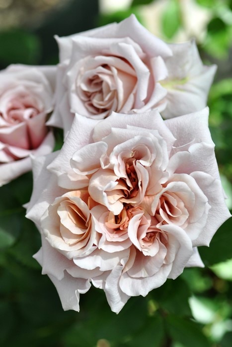 大苗】バラ苗 ラテアート 国産苗 6号鉢植え品［契約品種］《J-RO