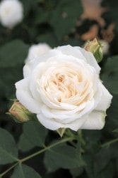 �����ġۥХ��� �֥�ɥ��͡����� ���� 6��ȭ�����ʡ�J-OC20��