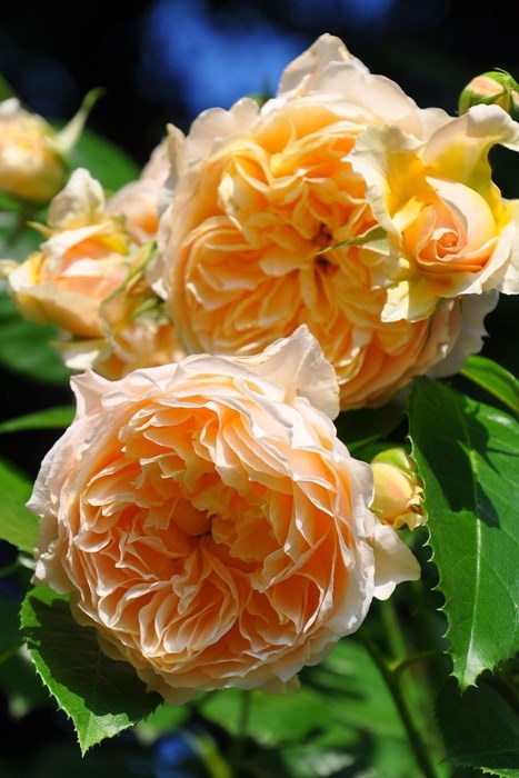 大苗 バラ苗 ジンジャーシラバブ Cl杏 国産苗 6号鉢植え品 J Cl 系統で選ぶバラ つるバラ バラの家 公式本店 ロサオリエンティス バラ苗 専門店