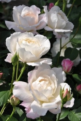 Хġġۥץ󥻥ƥ󥳡  6ȭʡηʼϡKb-KBO