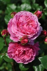 ġۥХ ֥ǥ  6ȭʡӿ建 ϿʼϡHan-HS