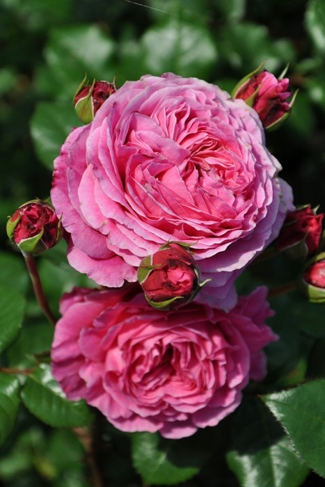 ���ߵ����ġۥХ��� ���֥ǥ� ���� 6��ȭ�����ʡ����ӿ建�� ��Ͽ�ʼ�ϡ�Han-HS�ա�0109�����