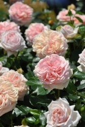 Хġġۥǥ󥪥֥  6ȭʡӿ建 ϿʼϡIR-IRO3